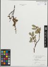 Foto von Salix hastata L.
